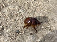 Blackburnium cavicolle