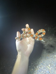 Lampropeltis gentilis