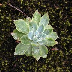 Echeveria simulans