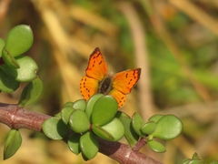 Chrysoritis chrysaor