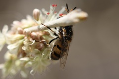 Copestylum marginatum