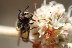 Copestylum marginatum