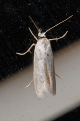 Pyraloidea