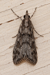 Pyraloidea