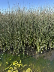 Schoenoplectus acutus