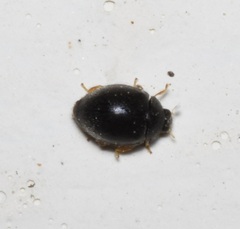 Scymninae