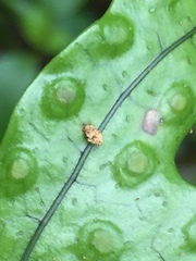 Thylacosceles radians