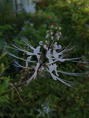 Orthosiphon aristatus