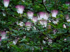 Calliandra surinamensis