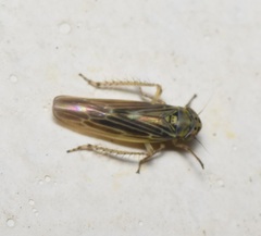 Macrosteles