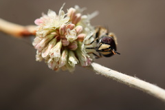 Copestylum marginatum