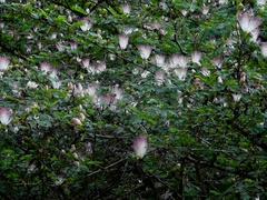 Calliandra surinamensis