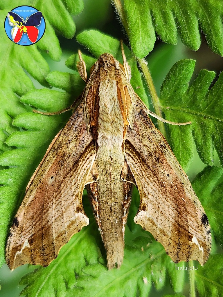 Eupanacra tiridates