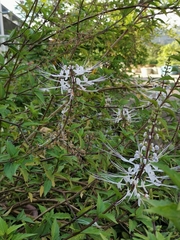 Orthosiphon aristatus