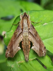 Eupanacra tiridates
