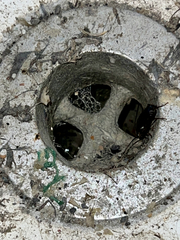 Periplaneta fuliginosa