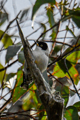 Daphoenositta chrysoptera