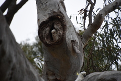 Cacatua tenuirostris