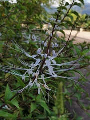 Orthosiphon aristatus