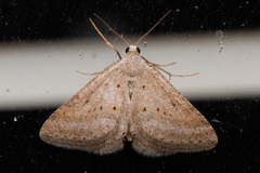 Aglossophanes adoxima