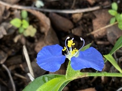 Commelina