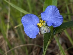 Commelina