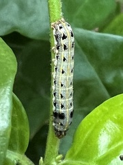 Spodoptera litura