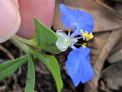 Commelina