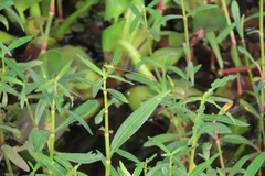 Ceriagrion cerinorubellum