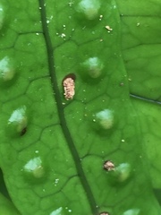 Thylacosceles radians