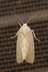 Earias
