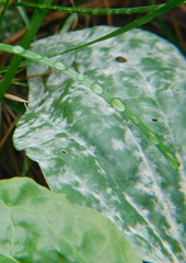 Golovinomyces sordidus