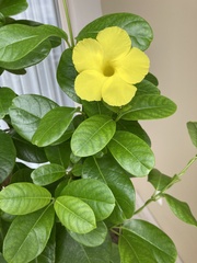 Pentalinon luteum