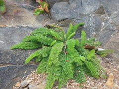 Anthemideae