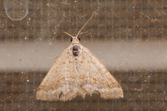 Aglossophanes adoxima