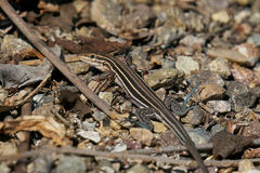 Aspidoscelis hyperythrus