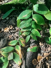 Streptopus lanceolatus