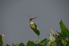Urothemis signata