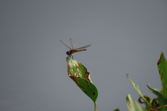Urothemis signata