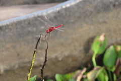 Urothemis signata