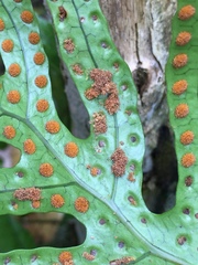 Thylacosceles radians