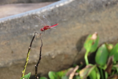 Urothemis signata