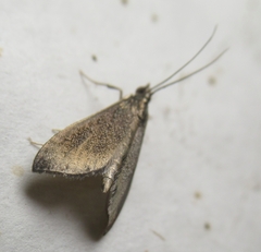 Pyrausta demantrialis