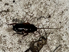 Periplaneta fuliginosa