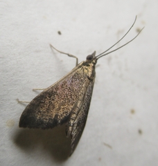 Pyrausta demantrialis