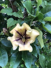 Solandra maxima
