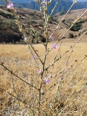 Stephanomeria