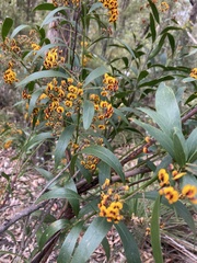 Daviesia corymbosa