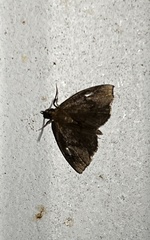 Perispasta caeculalis