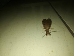 Corydalus flavicornis